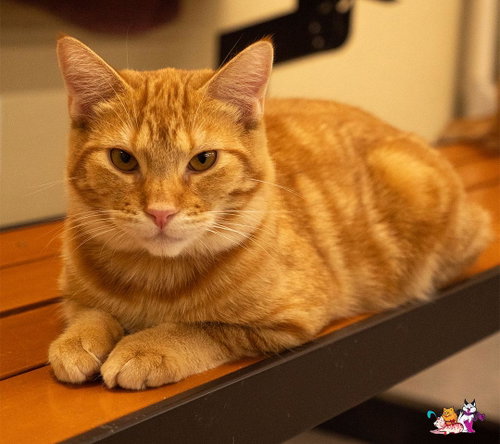 Praline, Tabby