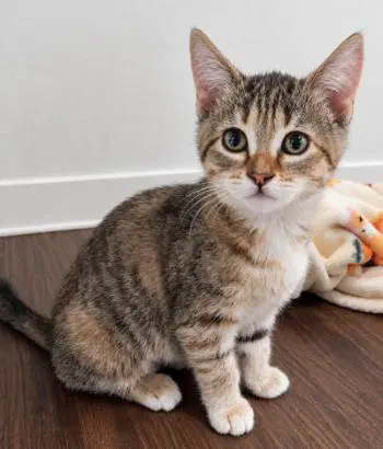 Annabelle - Torbie