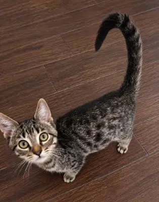 Beau - Tabby