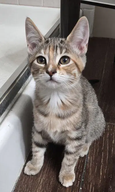 Ellie image 1