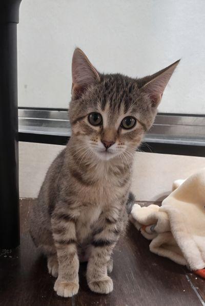 Kitten 28170 (Ellie), photo 2