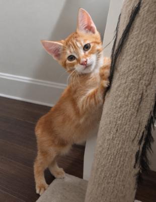 Kitten 28171 (Copper)