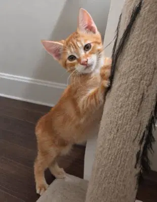 Copper - Domestic Short Hair
