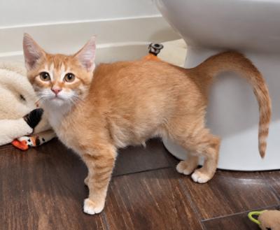 Kitten 28171 (Copper), photo 2
