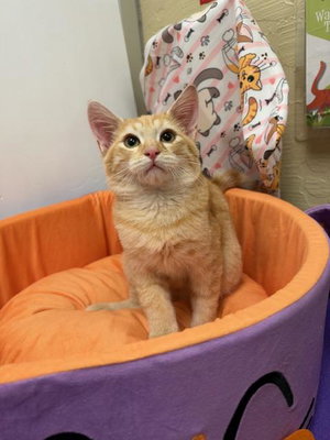 Julius, a male Tabby kitten up for adoption