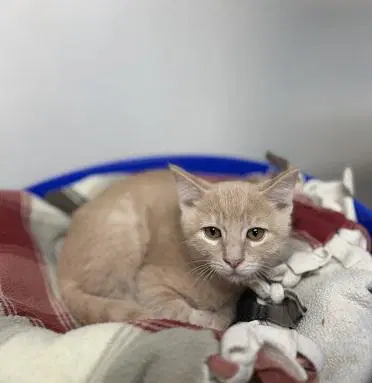 Kitten  Forky - Tabby