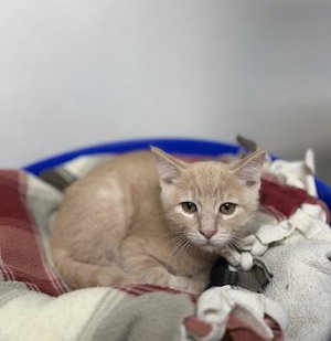 Kitten 28273, a male Tabby kitten up for adoption