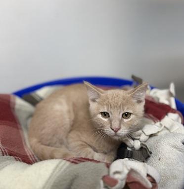 Kitten 28273 (Forky), Tabby