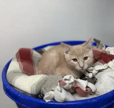 Kitten  Forky image 2