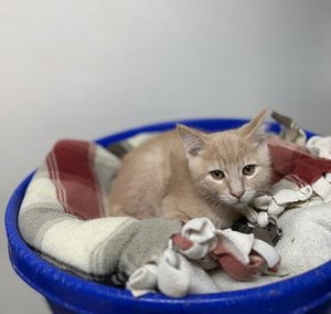 Kitten 28273, photo 2