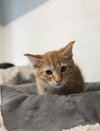 Kitten 28274 (Spoons) — Parlier, CA Adoption