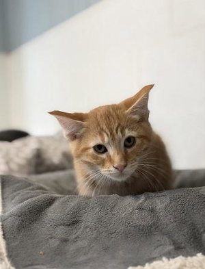 Kitten 28274, a male Tabby kitten up for adoption