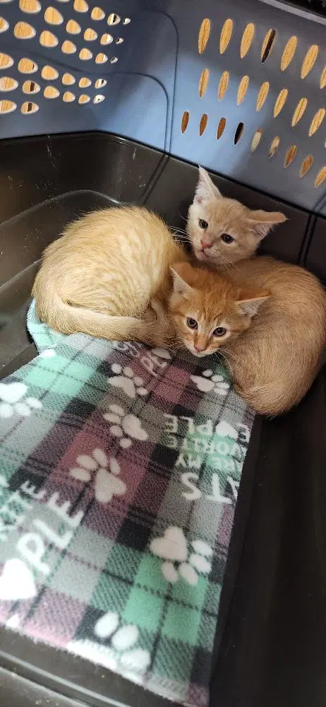 Kitten  Spoons image 2
