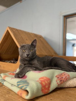Little Foot, a young male Russian Blue cat up for adoption
