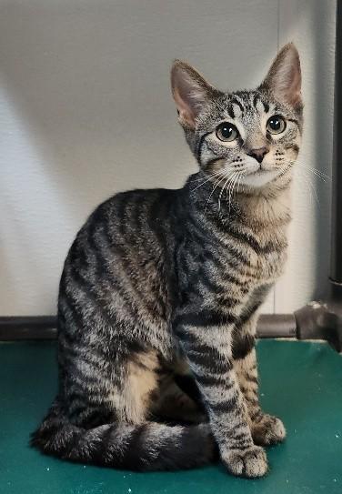 Cat 27802 (Conchita), photo 2