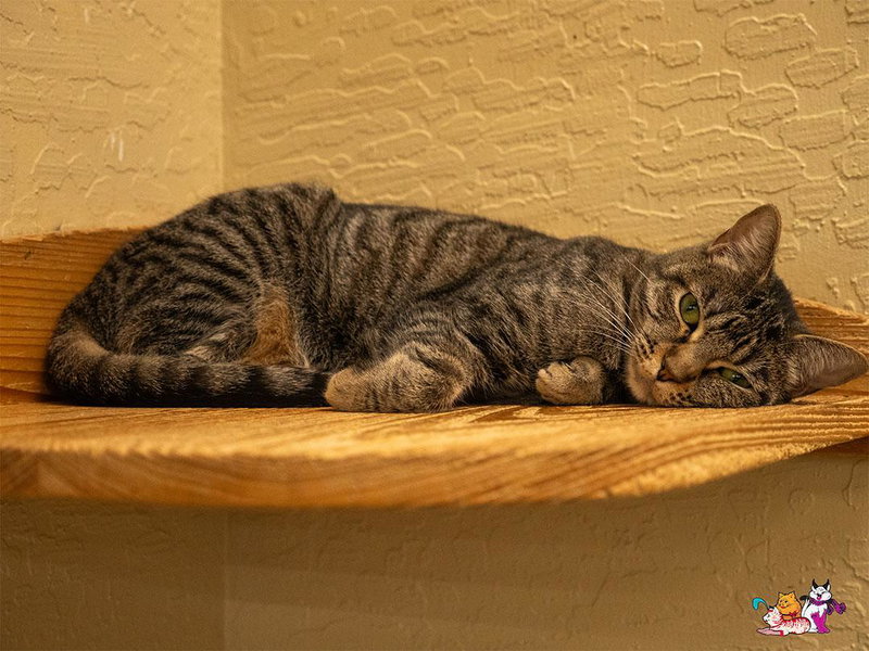 Cooper, a young male Tabby cat up for adoption