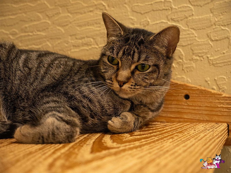 Cooper, photo 3