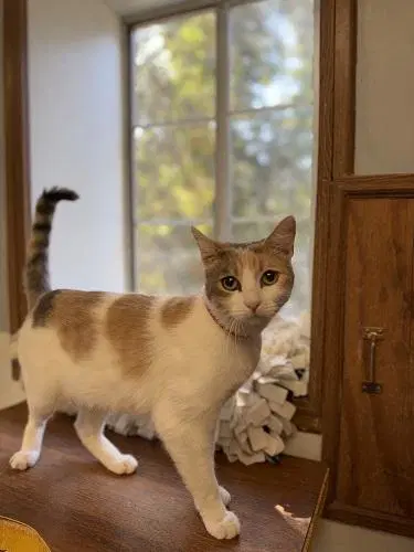 Cat  Betsy image 1