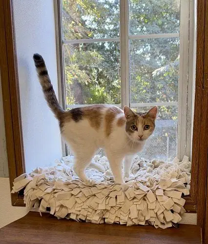 Cat  Betsy image 3