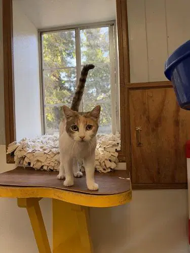 Cat  Betsy image 4