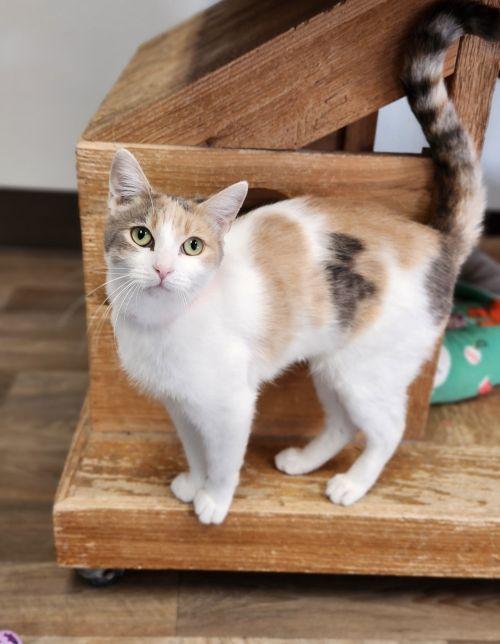 Cat 28270 (Betsy)
