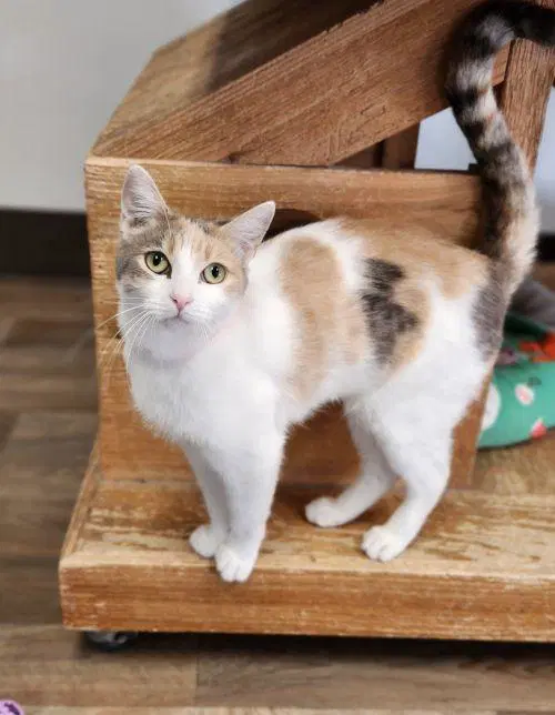 Cat  Betsy - Dilute Calico