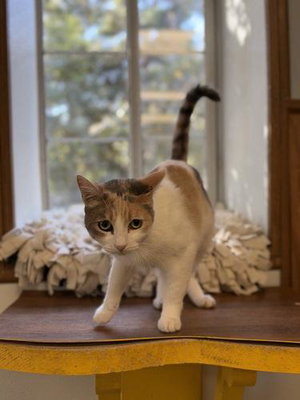 Cat 28270, photo 3
