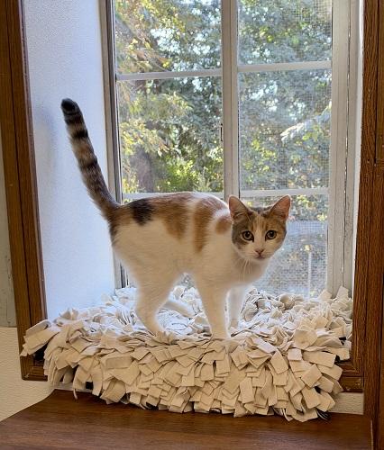 Cat 28270 (Betsy), photo 4