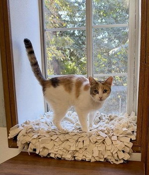 Cat 28270, photo 4
