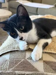 Apple - Tuxedo