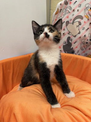 Cora, a female Calico kitten up for adoption