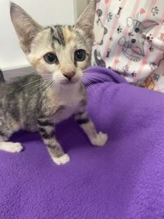 Effey, Calico / Tabby / Mixed