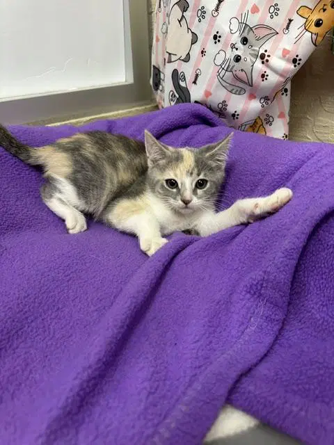 Mira - Dilute Calico