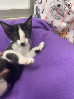Pax, Domestic Short Hair