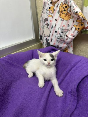 Zoey, a female Dilute Calico kitten up for adoption