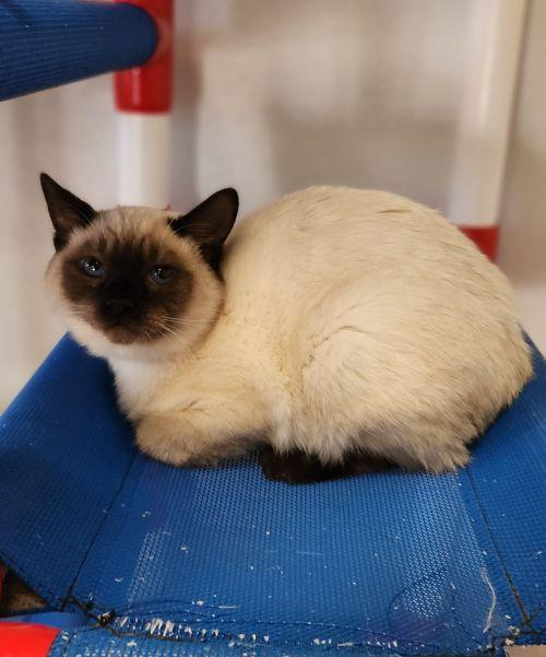 Kitten 28281 (Truffle), Siamese / Mixed