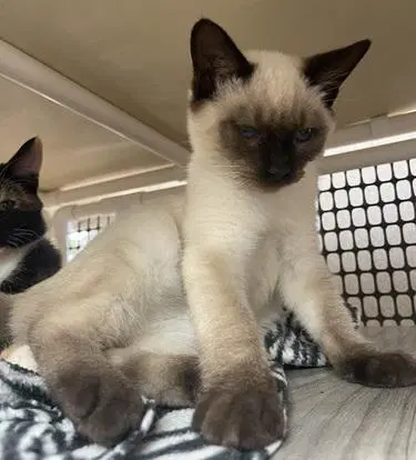Kitten  Truffle image 2