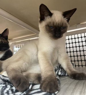 Kitten 28281, photo 2