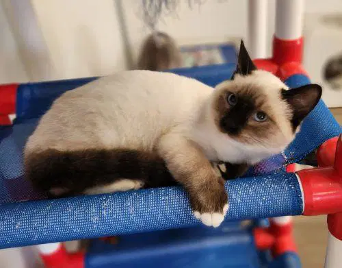 Kitten  Wallace - Siamese