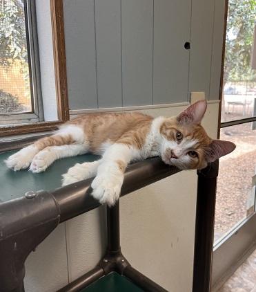 Cat 27881 (Billy), photo 3