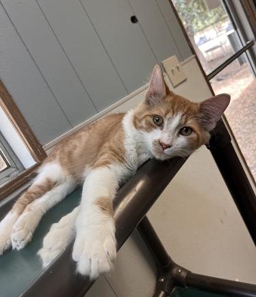 Cat 27881 (Billy), photo 4
