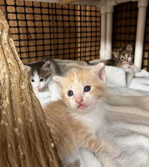 Kitten 28006, photo 3