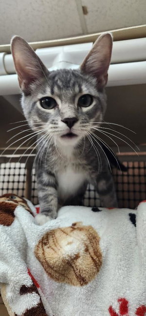 Kitten 28075, photo 3