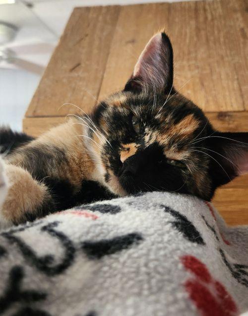 Kitten 28280, photo 2