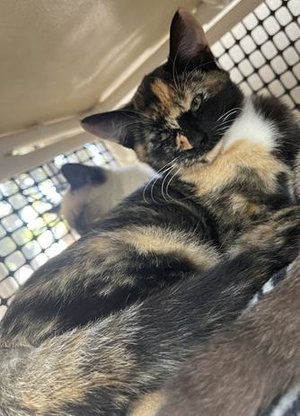 Kitten 28280, photo 3