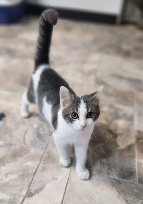 Kitten  Jamie - Domestic Short Hair