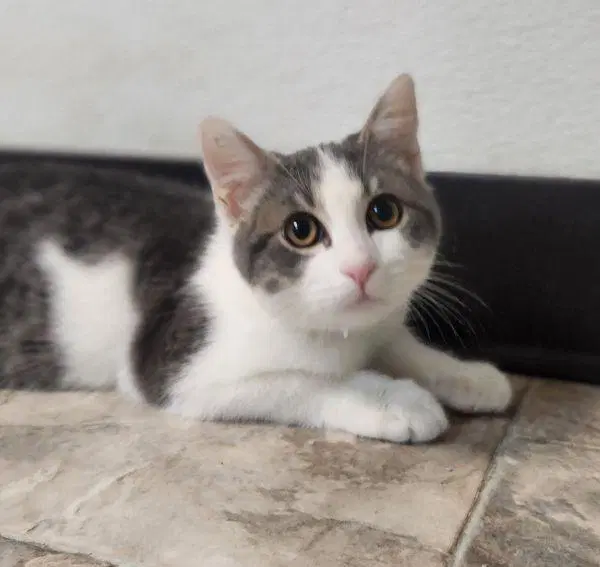 Kitten  Jamie image 2