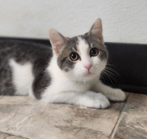Kitten 28272, photo 2