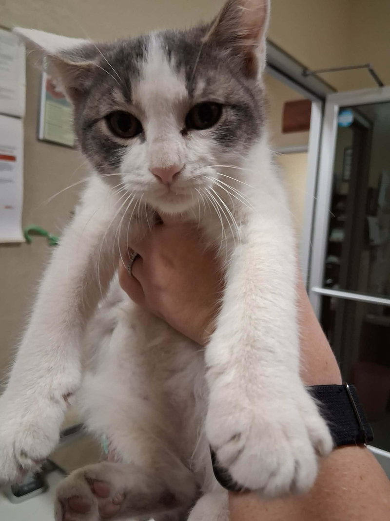 Kitten 28272, photo 4
