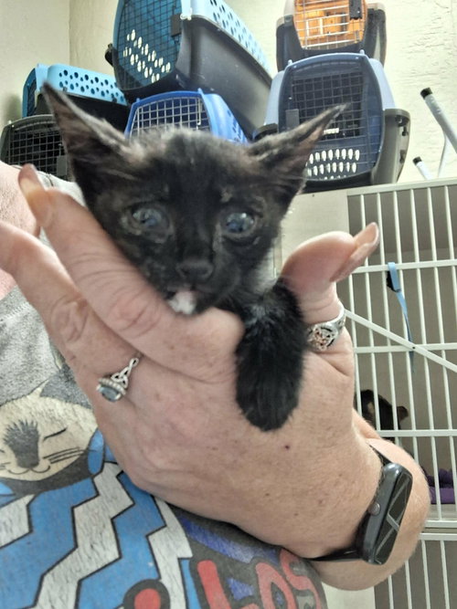 Kitten 28180 (Padma), Tortoiseshell